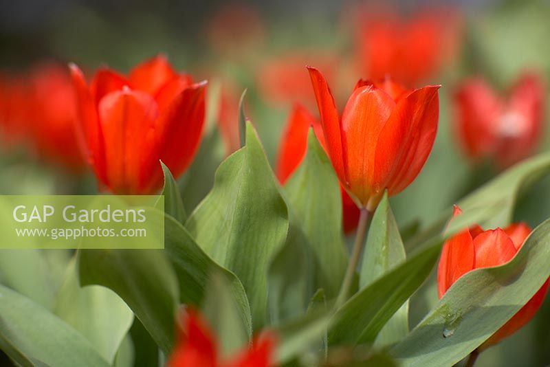 Tulipa praestans 'Fusilier' in March.