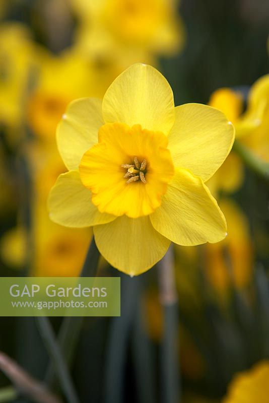 Narcissus 'Whipand' in March. 