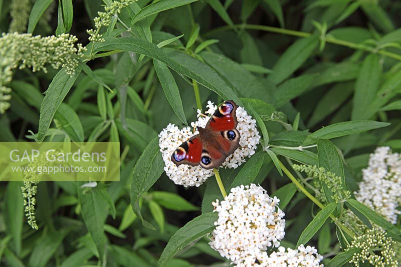 Inachis io - Peacock butterfly taking nectar from buddleja flower