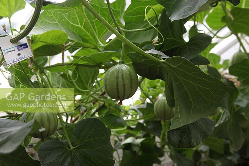 Using biological control to protect maturing melons