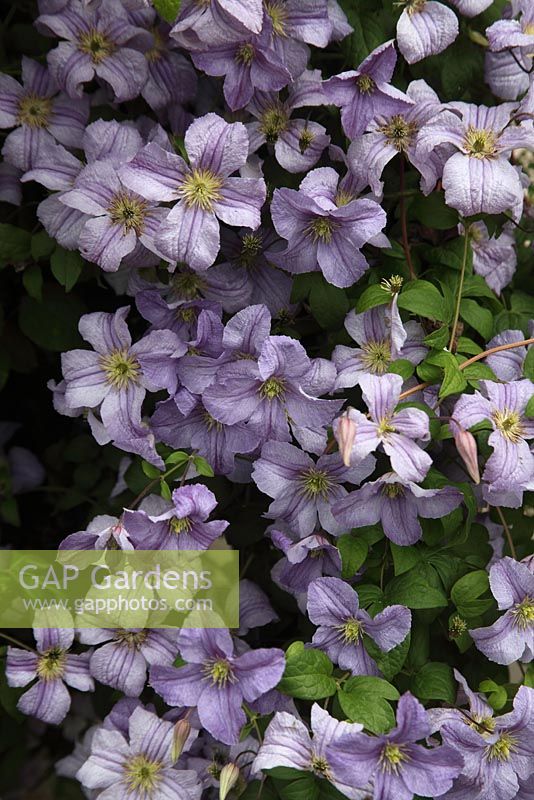 Clematis 'Emilia Plater' plant in flower