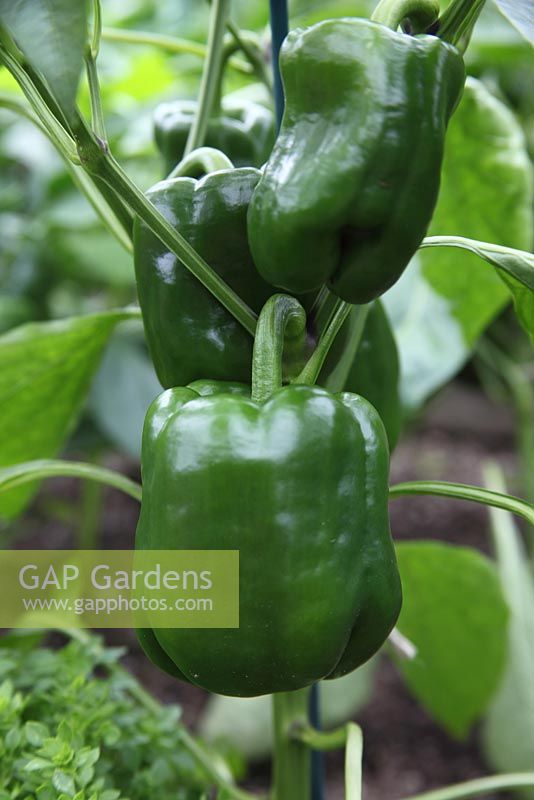 Capsicum annuum 'Gourmet' - Sweet pepper, close up of maturing fruit