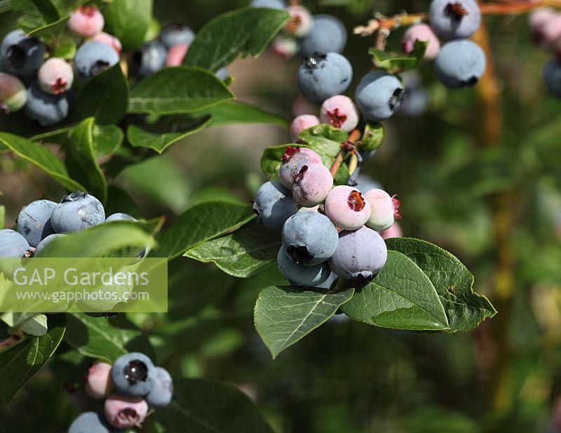 Vaccinium corymbosum 'Brigetta' - Blueberry, close up of ripe fruit