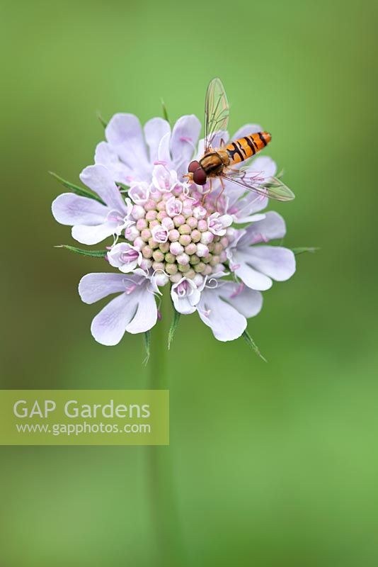 Knautia arvensis, field scabious and hoverfly