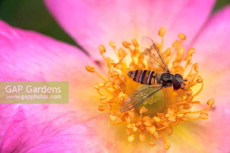 Hoverfly on Rosa 'Summer Breeze'