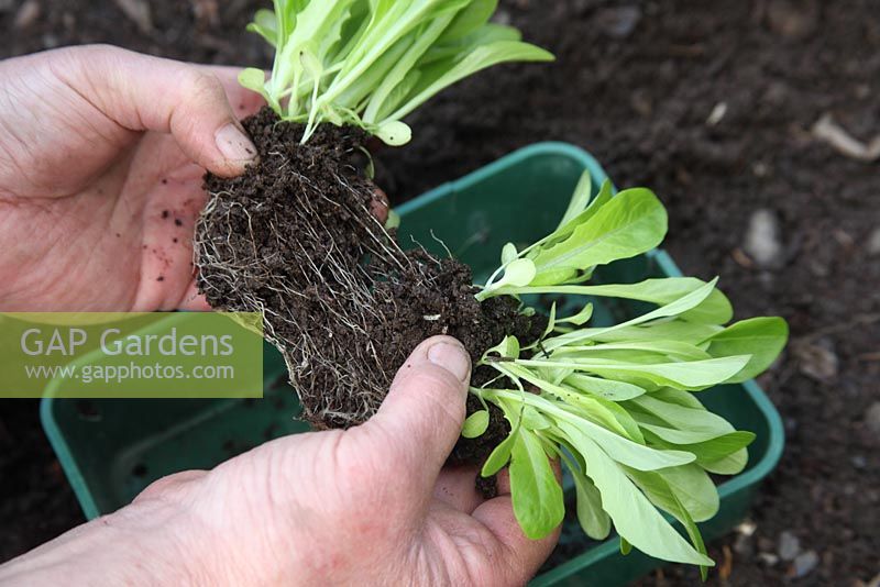 Transplanting lettuce - gently separate the plants from the plug