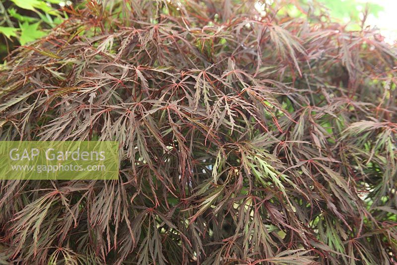 Acer palmatum dissectum 'Inaba Shidane' close up of leaves