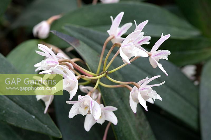 Dendrobium delicatum 'Wisley'