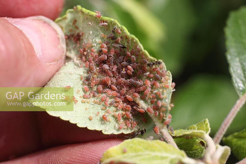Dysaphis plantegriea - Rosy apple aphid on apple leaf