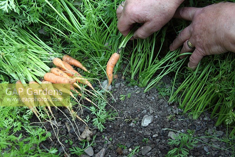 Growing carrots thin the crop so that growing plants are about 25mm apart