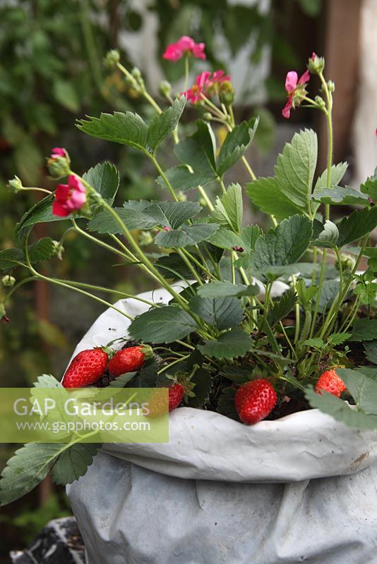 Fragaria annanassa - Strawberries ripening in grobag on staging
