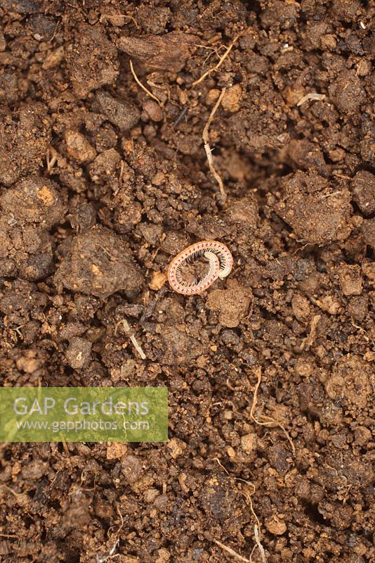 Blaniulus guttalatus - Spotted millipede on soil
