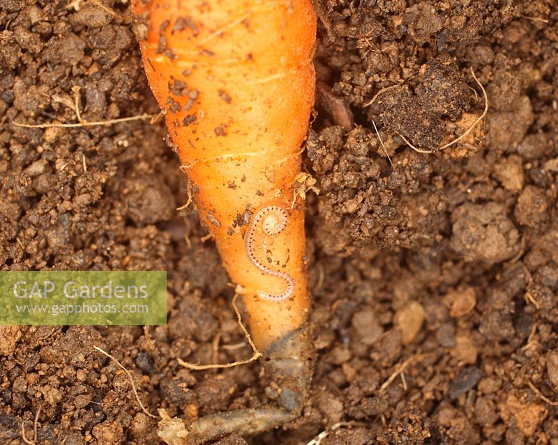 Blaniulus guttalatus - Spotted millipede on carrot root