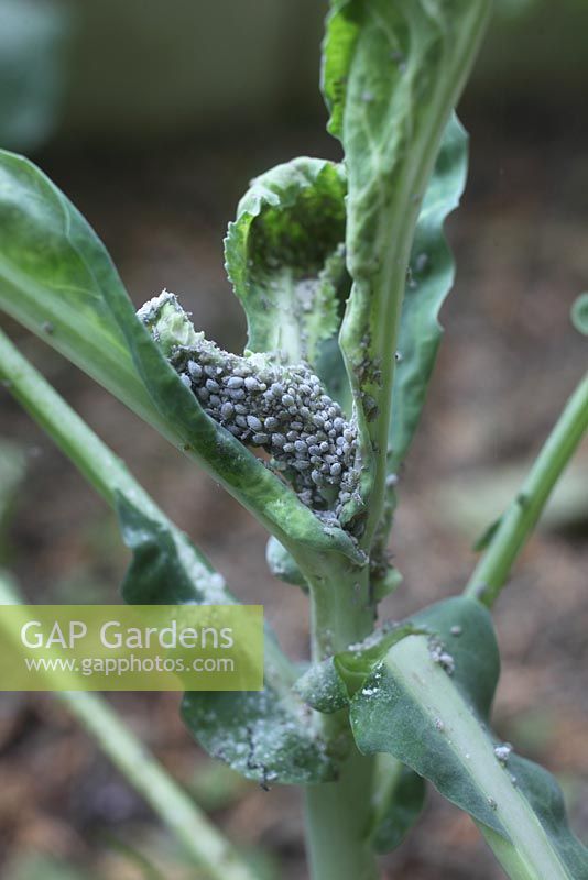 Brevicoryne brassicae - Cabbage aphid colony on cabbage leaf