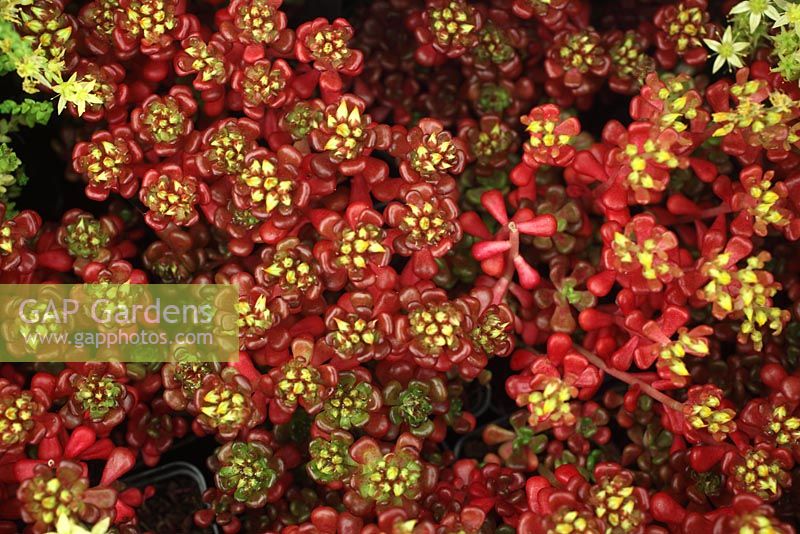 Sedum oreganum close up of flower