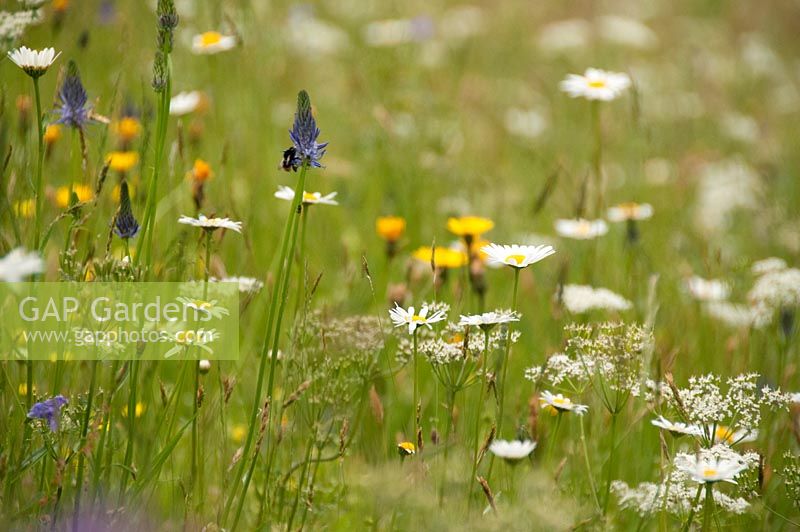 Austrian wildflower meadow