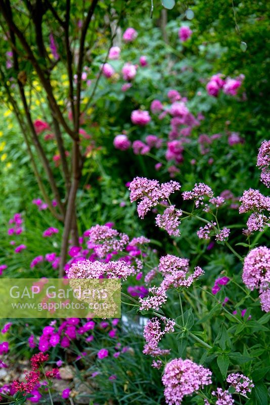 Centranthus ruber, Valerian, displayed at Jardins des Paradis, Cordes-sur-Ciel, Tarn, France. Combination perennial border of pinks, mauves and purples with wild flowers. 