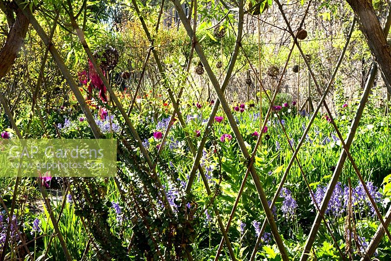 A living willow lattice fence in front of the spring carpet garden. Jardins des Paradis, Cordes-sur-Ciel, Tarn, France. 