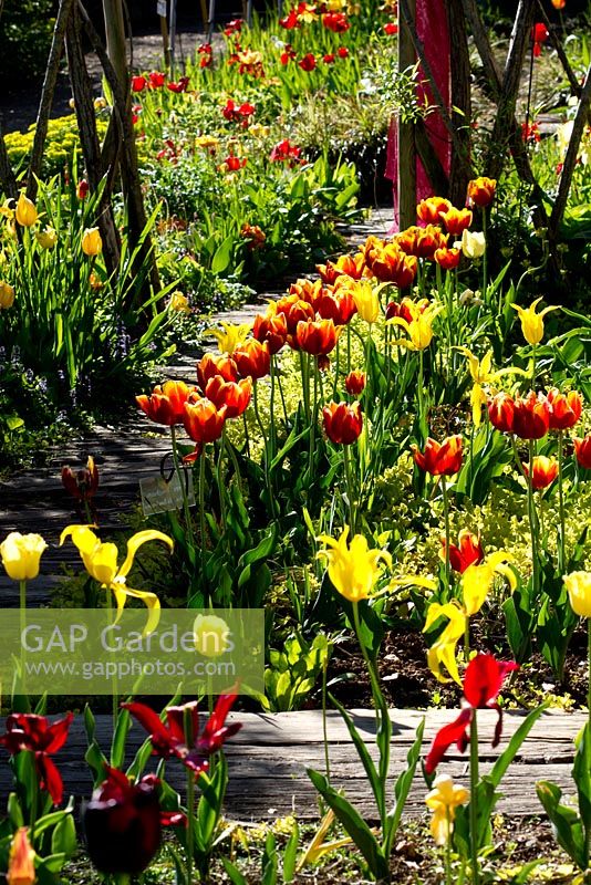 Tulips in mixed bulb setting.  Yellow lily-flowered tulip. West Point. Jardin des Paradis at Cordes-sur-Ciel, Tarn, France.  
