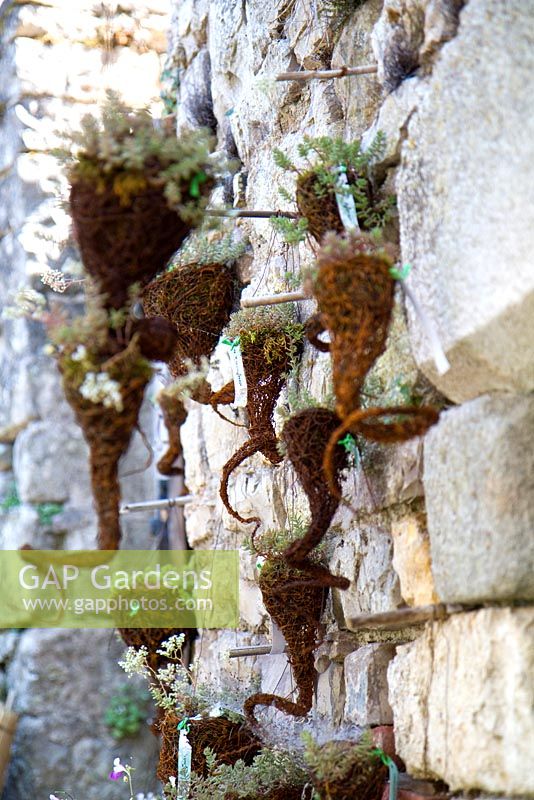 Collection of wall hanging baskets made of wire mesh and containing small succulents. Jardin des Pasradis, Cordes-sur-Ciel, Tarn, France.
