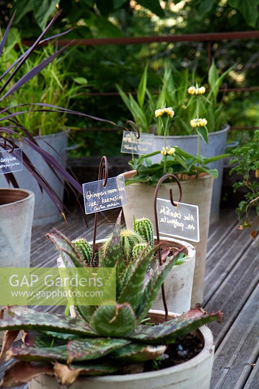 Clear plastic garden name tag utilised by Jardins des Paradis in Cordes sur Ciel, France.  Educational garden with identification of various plants growing in containers. 