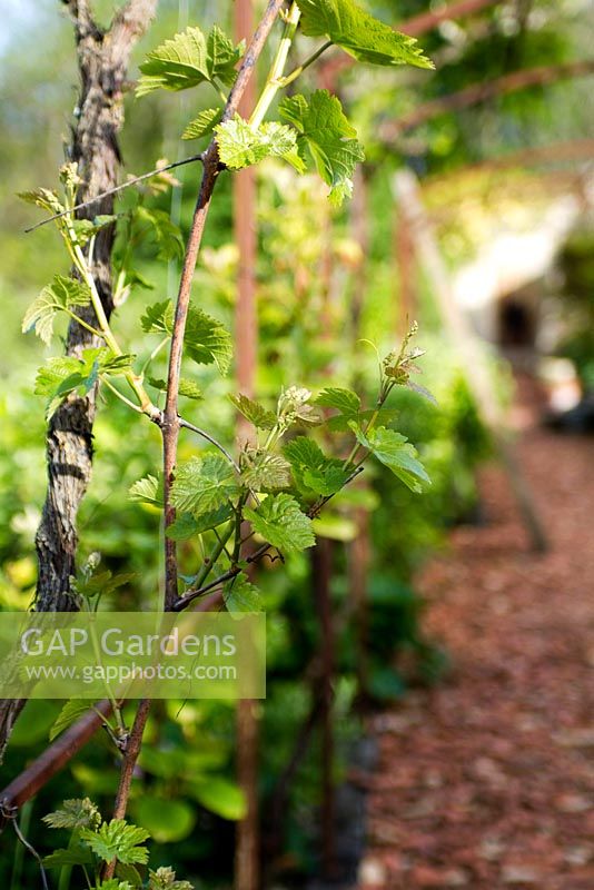 Dessert grape vine being trained over pergola. Growing at Jardins des Paradis in Cordes sur Ciel, France.  