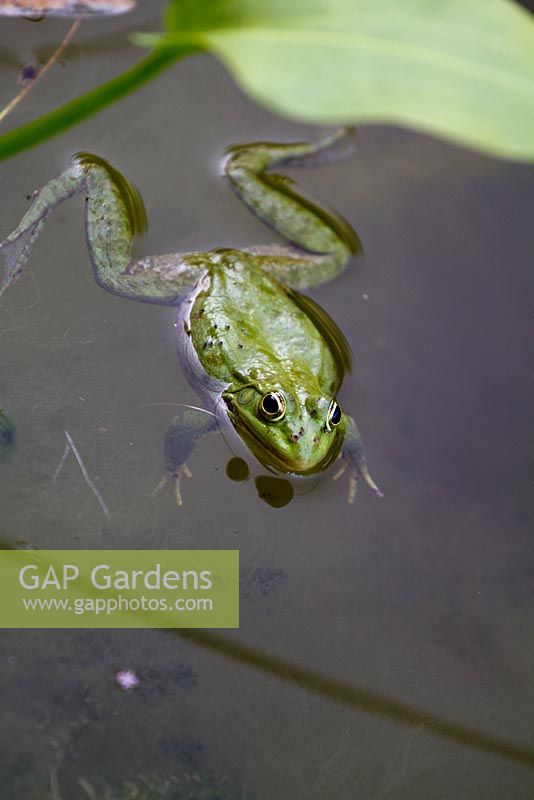 American Bullfrog. Rana Catesbeiana. Living in ornamental pond with lily pads. Extremely loud croak and surfacing at evening time. Jardin des Paradis at Cordes-sur-Ciel, Tarn, France.