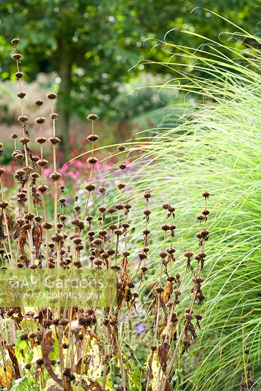 Phlomis tuberosa seed heads with Miscanthus sinensis.