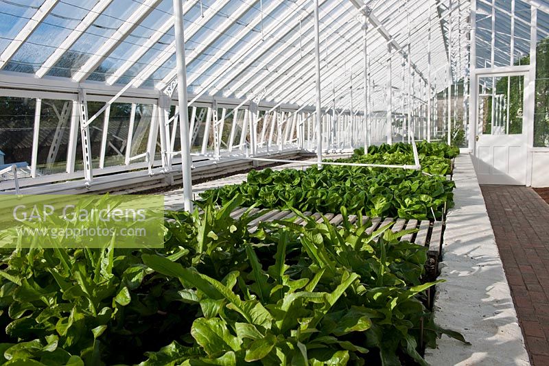Lettuce varieties planted in glasshouse beds 