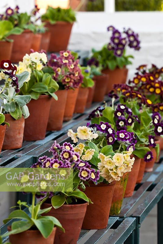 mixed Primula auricula primroses in pots on staging 