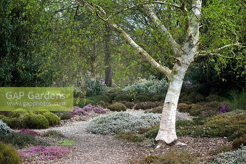 Betula Szechuanica and flowering heather at RHS Wisley Gardens. England