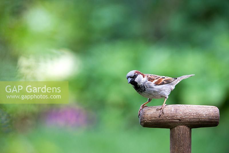 Passer domesticus - Male House sparrow on a wooden garden fork handle