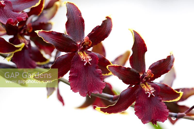 Colmanara Odontocidium - Wildcat Bobcat orchid flowers