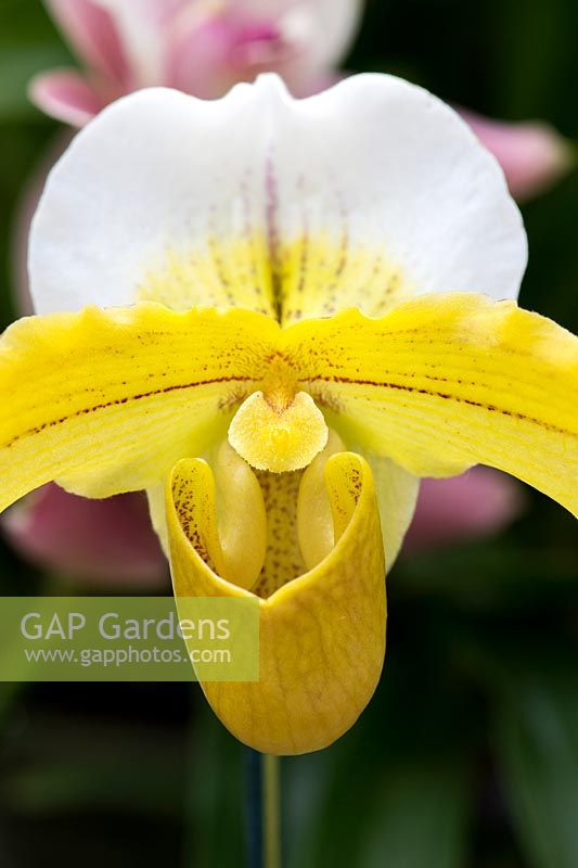 Paphiopedilum Sophelia x Galahad orchid - Lady slipper orchid hybrid