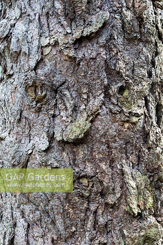 Pinus Nigra Laricio - Corsican pine tree bark
