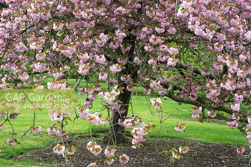 Prunus Kanzan - Double Pink Cherry tree blossom
