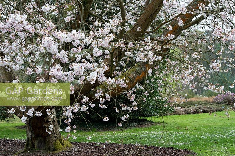 Prunus x Juddii - Judds Cherry tree at RHS Wisley Gardens. England