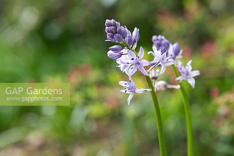 Scilla lilio hyacinthus - Pyrenean squill flowers