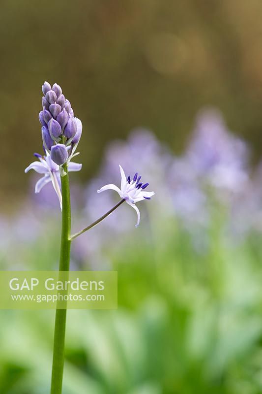 Scilla lilio hyacinthus - Pyrenean squill flowers