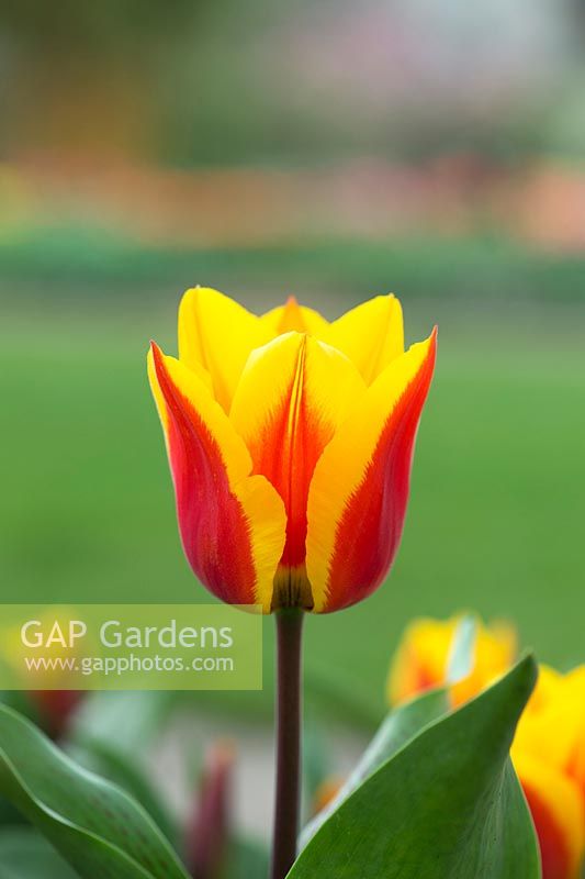 Tulipa greigii 'German Flag'