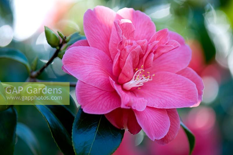 Camellia japonica 'Jessie Burgess'. Sir Harold Hillier Gardens. 