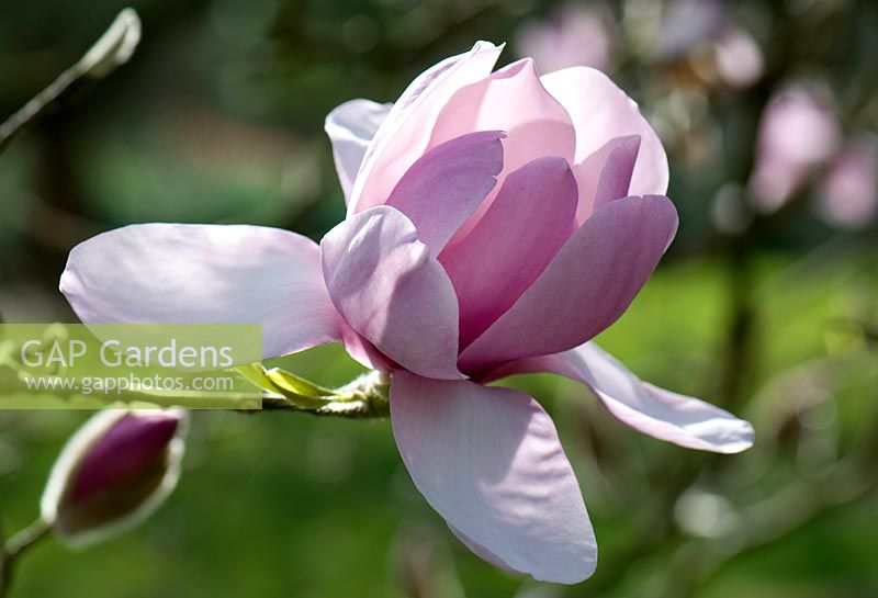 Magnolia 'Iolanthe'. Sir Harold Hillier Gardens. 