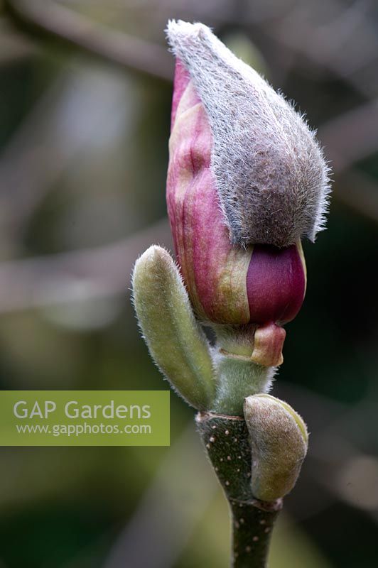 Magnolia x soulangiana 'Rustic Rubra', bud opening. Sir Harold Hillier Gardens.