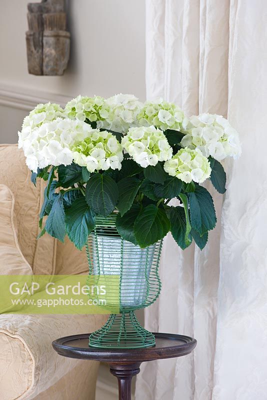 White hydrangea in gree wirework urn - in front room on wooden pedestal table 