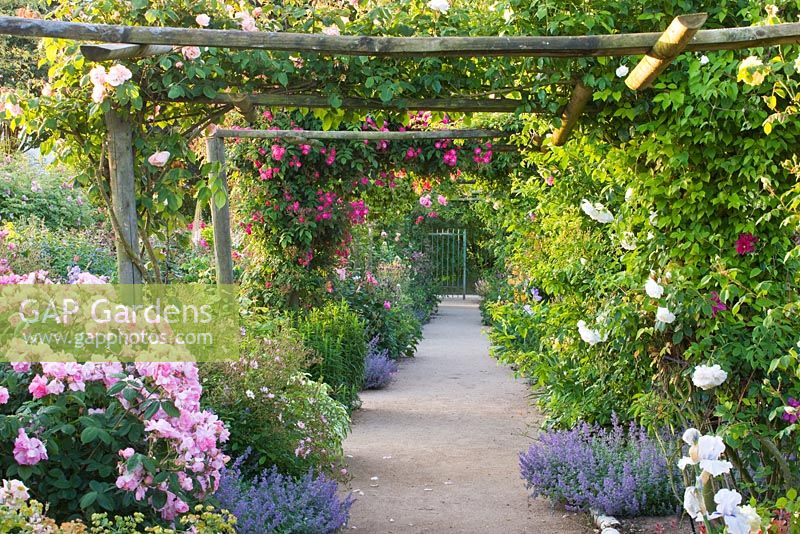 The main path through the nursery with wooden pergola and roses. Rosa 'Dentelle de Bruxelles' and 'Iceberg'. Andre Eve Rose Nursery, France
