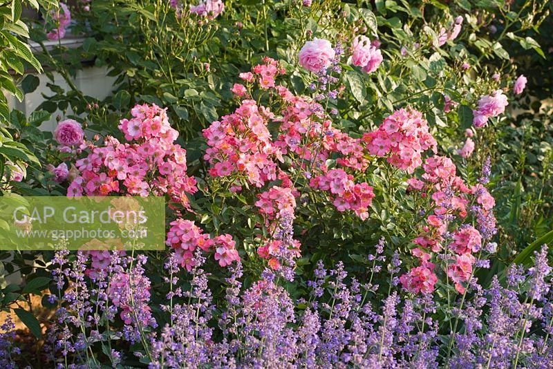 Rosa 'Torche Rose' and Nepeta 'Six Hills Giant'. Andre Eve Rose Nursery, France