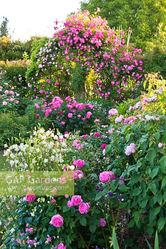 Pergola with Rosa 'Pink Cloud' and Rosa 'Roville'. In centre and at front is Rosa 'Belle au Bois Dormant'. Andre Eve Rose Nursery, France