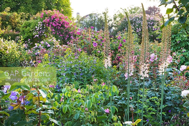 Backlighting on border with Eremurus, Rosa 'Roville', Rosa 'Tausendschon' and Rosa 'Monsieur de Mourand'. Andre Eve Rose Nursery, France