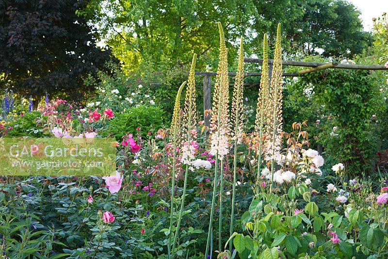 Border with Eremurus, Rosa 'Roville', Rosa 'Tausendschon' and Rosa 'Monsieur de Mourand'. Andre Eve Rose Nursery, France