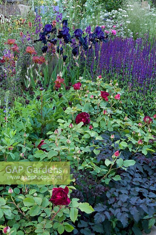 Cloudy Bay Sensory Garden matrix mixed perennial meadow planting including roses, dark purple Irises, Actaea and Salvia To illustrate tasing notes of wine. Design: Andrew Wilson Sponsor: Cloudy Bay